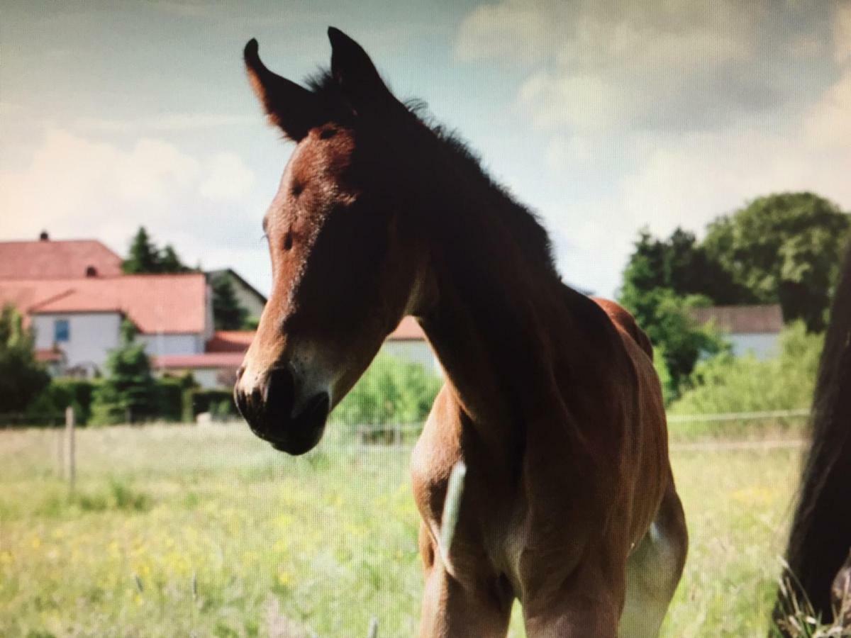 Gut Fischer Pomssen Esterno foto
